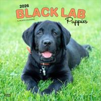 Labrador Retriever Zwart Puppies Kalender 2026