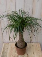 Kamerplant Olifantspoot 60 cm - Warentuin natuurlijk