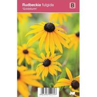 Zonnehoed (rudbeckia fulgida "Goldsturm") najaarsbloeier - 12 stuks - thumbnail