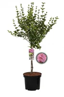 Dwergsering Roze