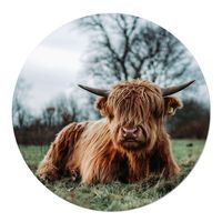 Tuincirkel Schotse Hooglander Liggend in het Gras 20