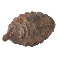 Dennenappel Jack M