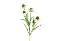 Decostar Echinacea 70 cm wit