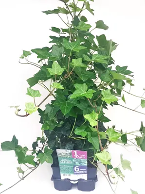 Hedera helix hibernica 6-pack Gestokt