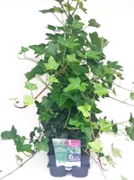 Hedera helix hibernica 6-pack Gestokt