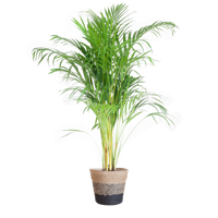 Areca Palm (Dypsis) met Lissabon mand zwart - 100cm - Ø21