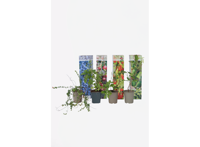 Smoothie mix - Goji bes, Blueberry, Cranberry, Kiwi-bes