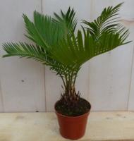 Kamerplant Palmvaren Cycas - Warentuin natuurlijk