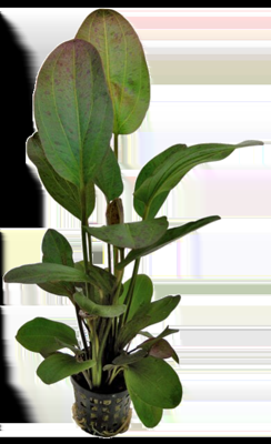 AquaVitaal Echinodorus Ozelot Rood