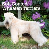 Softcoated Wheaten Terrier Kalender 2026