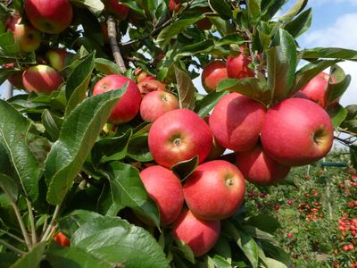 Appelboom &apos;Elstar&apos;