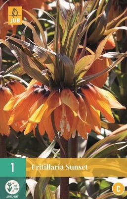 Fritillaria imp. Sunset - Jub