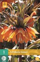Fritillaria imp. Sunset - Jub