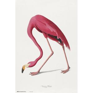 Poster American Flamingo 61x91,5cm