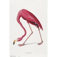Poster American Flamingo 61x91,5cm - thumbnail