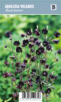 Vips Aquilegia vulgaris Black Barlow - Akelei - thumbnail
