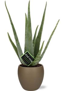 Aloe vera - Ø12cm - ↕40cm + Bowl Pot D13/14,5x13cm - Bruin