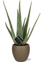 Aloe vera - Ø12cm - ↕40cm + Bowl Pot D13/14,5x13cm - Bruin
