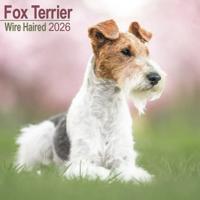 Fox Terrier Ruwhaar Kalender 2026