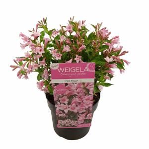 Weigela Florida struik Pink Poppet - 3 stuks