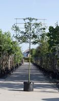 Sierpeer als leiboom Pyrus call. Chanticleer h 360 cm st. omtrek 18 cm st. h 240 cm - Warentuin Natuurlijk