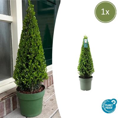 1x Ilex piramide 55 cm hoog | Ø 21 cm