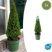 1x Ilex piramide 55 cm hoog | Ø 21 cm