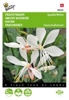 Gaura lindheimerii Sparkle White Tuinplus - Buzzy