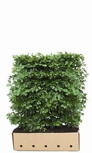 Kant en Klaar Haag Fagus Sylvatica 100x120cm.