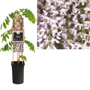 Klimplant Wisteria floribunda Rosea 75 cm - Van der starre
