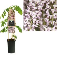 Klimplant Wisteria floribunda Rosea 75 cm - Van der starre Klimplant Wisteria floribunda Rosea 75 cm - Van der starre