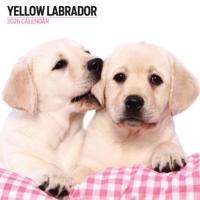 Labrador Retriever Blond Modern Kalender 2026