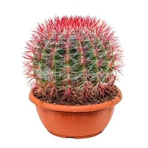 Ferocactus stainesii L kamerplant