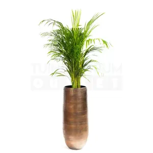 Vaas Tokio bruin Ø30 + Dypsis Lutescens (Areca) ± 140 cm