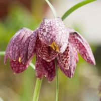 Kievitsbloem (Fritillaria meleagris) moerasplant - 6 stuks - thumbnail