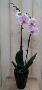 Orchidee Phalaenopsis in zwart potje Waterntuin Natuurlijk - Warentuin natuurlijk