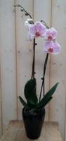 Orchidee Phalaenopsis in zwart potje Waterntuin Natuurlijk - Warentuin natuurlijk