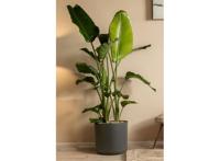 Strelitzia Nicolai 'Paradijsvogelplant' - medium