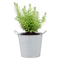 Emmer/plantenpot/bloempot - zink - whitewash - D16 x H14 cm