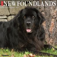 Newfoundlander Kalender 2026