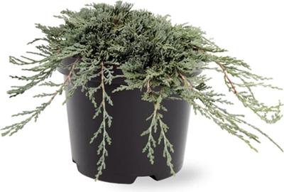 Juniperus hor. Icee Blue pbr 25-30 cm Conifeer - Warentuin natuurlijk