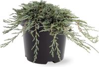 Juniperus hor. Icee Blue pbr 25-30 cm Conifeer - Warentuin natuurlijk