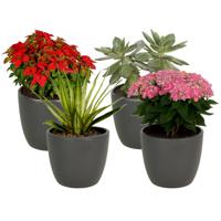 4x stuks bloempot mat antraciet grijs keramiek voor kamerplant H13.5 x D15.5 cm - thumbnail