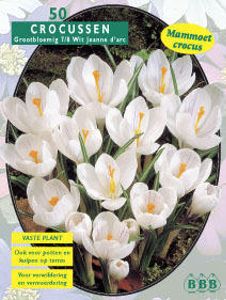 Krokus