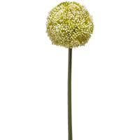 Allium/Sierui kunstbloem - losse steel - wit/groen - 75 cm - Natuurlijke uitstraling   -