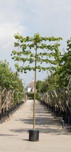 Linde als leiboom Tillia europaea Pallida h 360 cm st. omtrek 18 cm st. h 240 cm - Warentuin Natuurlijk