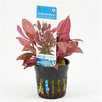 Alternanthera reineckii cardinalis Rosanervig - 6 stuks - aquarium plant - thumbnail