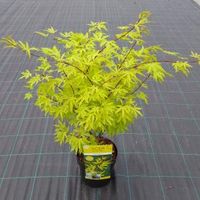 Japanse esdoorn (Acer Palmatum "Anne Irene") - thumbnail