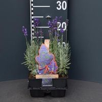 Lavendel (lavandula angustifolia "Hidcote") bodembedekker - 1 stuks