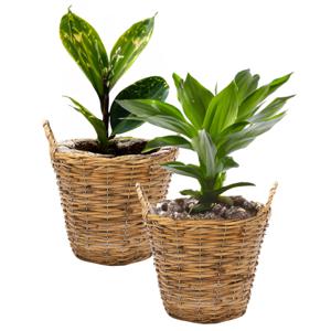 Planten/bloemen mand Cuba - 2x - rotan - lichtbruin - D17 x H14 cm - plantenpot voor buiten